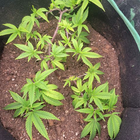 Aster growlog timeline photo