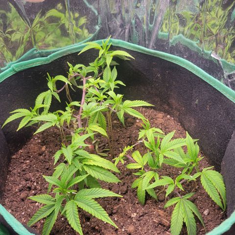 Aster growlog timeline photo