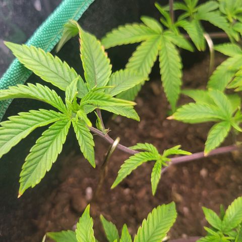 Aster growlog timeline photo