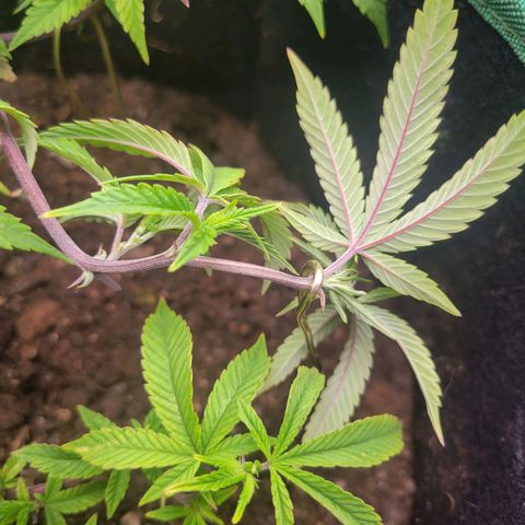 Aster growlog timeline photo