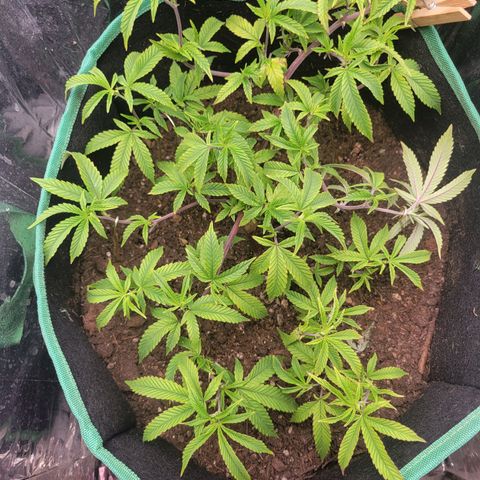 Aster growlog timeline photo