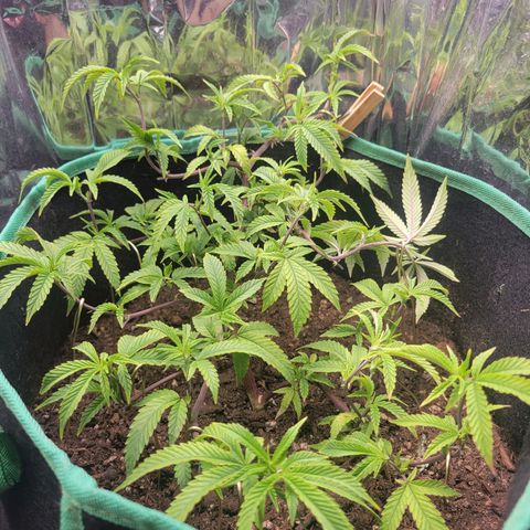 Aster growlog timeline photo