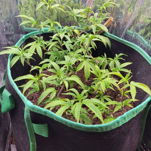 Aster growlog timeline photo
