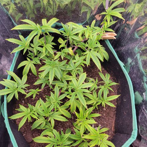 Aster growlog timeline photo