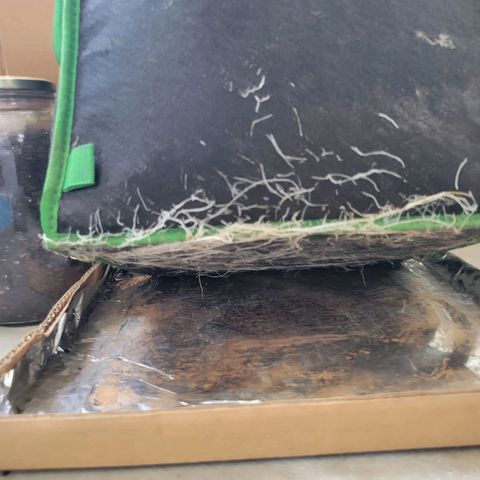 Aster growlog photo: Bottom of grow bag is covered in roots! 