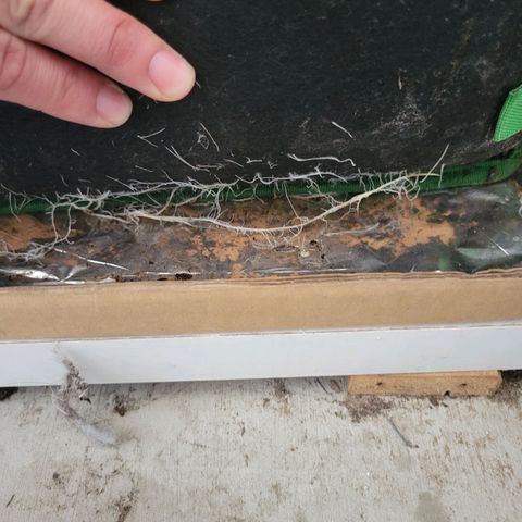Aster growlog photo: Bottom of grow bag is covered in roots! 