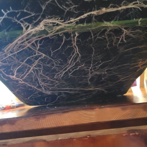 Aster growlog photo: Bottom of grow bag is covered in roots! 