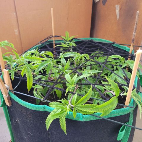 Aster growlog photo: First layer of netting. She is growing crazy fast now. Gave her a good watering with nutrients. 