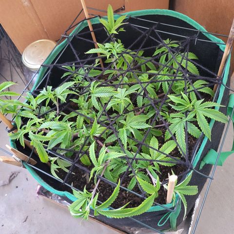 Aster growlog photo: First layer of netting. She is growing crazy fast now. Gave her a good watering with nutrients. 