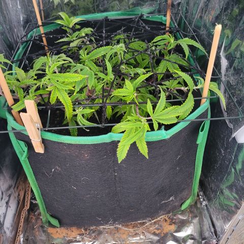 Aster growlog photo: First layer of netting. She is growing crazy fast now. Gave her a good watering with nutrients. 