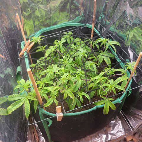 Aster growlog timeline photo