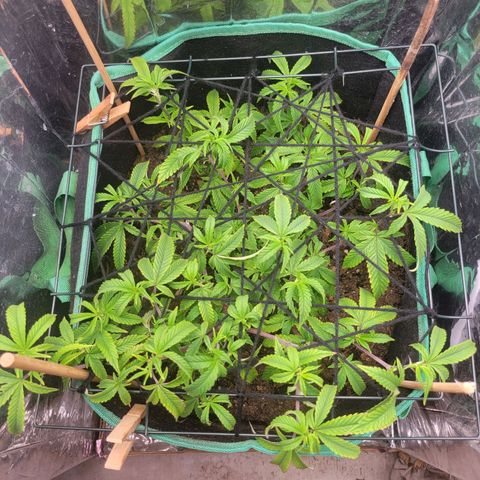Aster growlog timeline photo