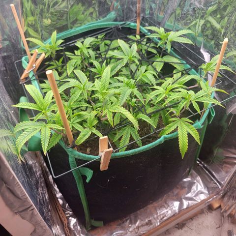 Aster growlog photo: First layer of netting is working good so far. She loved that bottom feeding, maybe that's what I'll do the next couple of feedings or a combination of top and bottom. Still drinking up about 1L of water and nutrient solution every other day or every 3rd day 