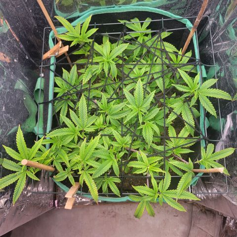Aster growlog photo: First layer of netting is working good so far. She loved that bottom feeding, maybe that's what I'll do the next couple of feedings or a combination of top and bottom. Still drinking up about 1L of water and nutrient solution every other day or every 3rd day 
