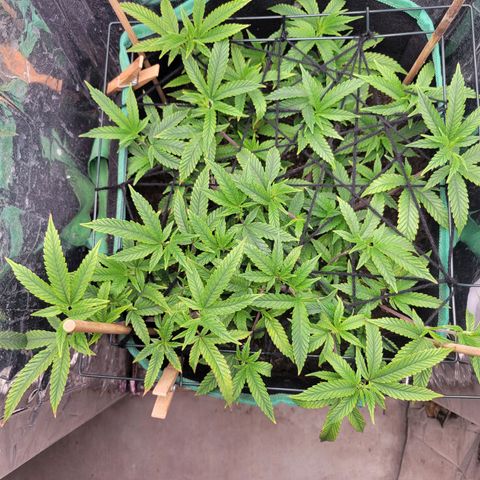Aster growlog photo: Early morning check in. Everything looks good, she looks healthy. 
