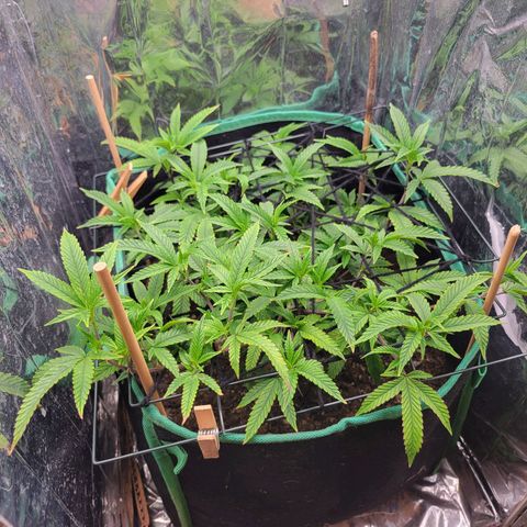 Aster growlog photo: Early morning check in. Everything looks good, she looks healthy. 