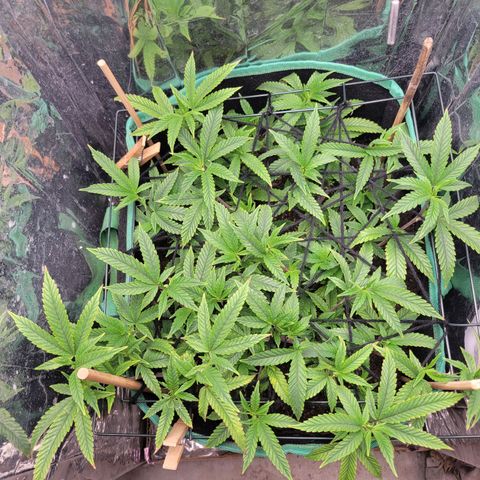 Aster growlog timeline photo