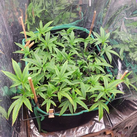 Aster growlog timeline photo