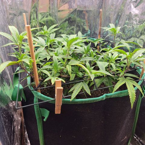 Aster growlog timeline photo
