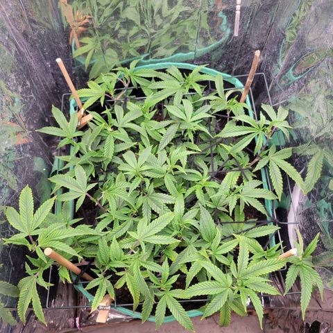 Aster growlog photo: Before the first big trim, lots of foliage. Lots of small nodes st the bottom of the plant that needs to be cleaned up 