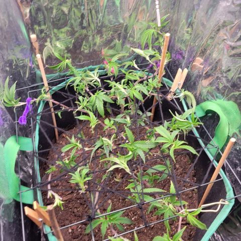 Aster growlog timeline photo