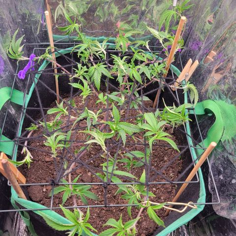 Aster growlog timeline photo