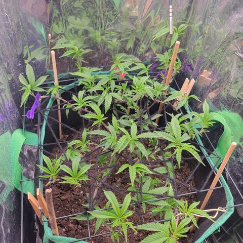 Aster growlog timeline photo