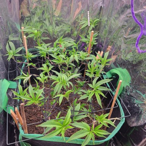 Aster growlog timeline photo