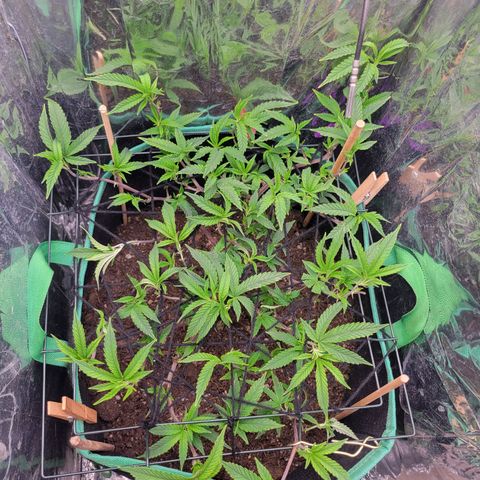 Aster growlog timeline photo