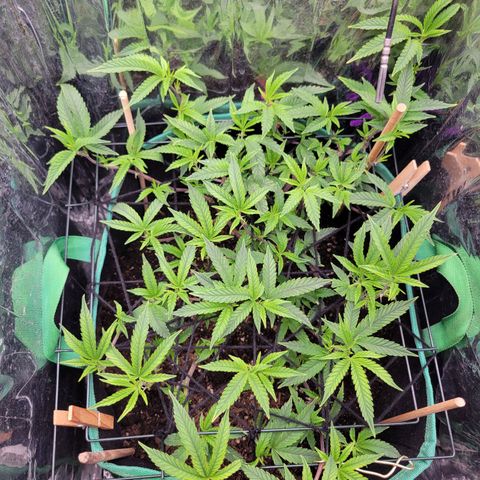 Aster growlog timeline photo