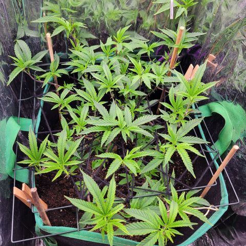 Aster growlog timeline photo