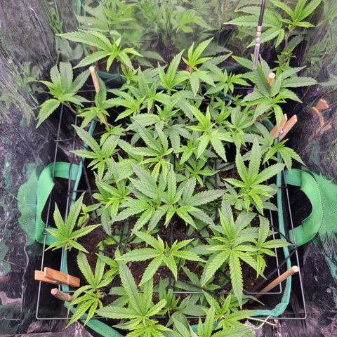 Aster growlog timeline photo