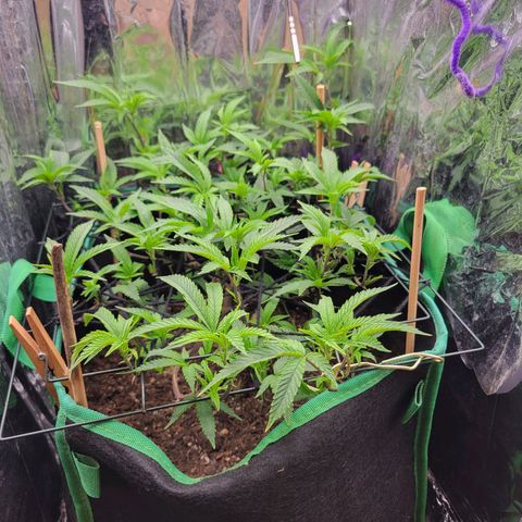 Aster growlog timeline photo