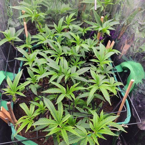 Aster growlog timeline photo