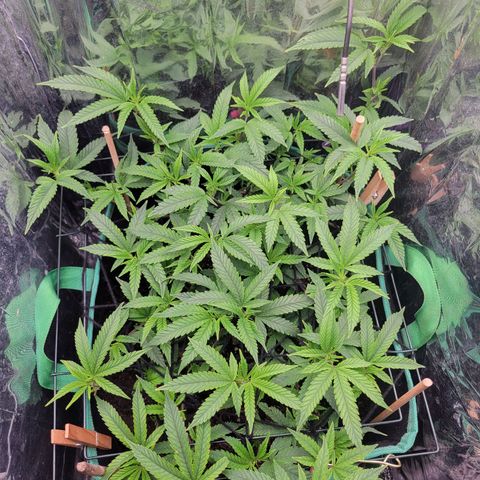 Aster growlog timeline photo