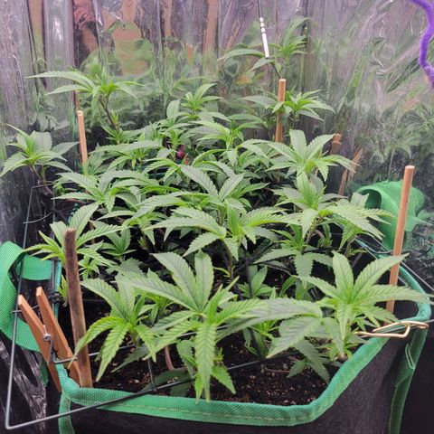 Aster growlog timeline photo