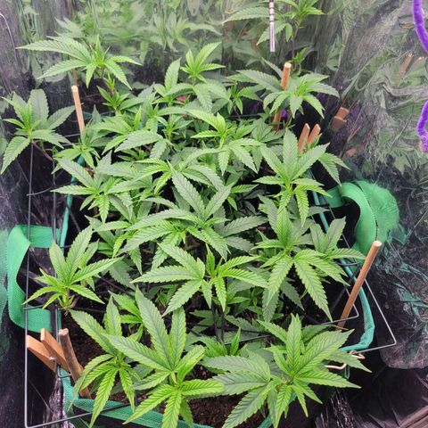 Aster growlog timeline photo