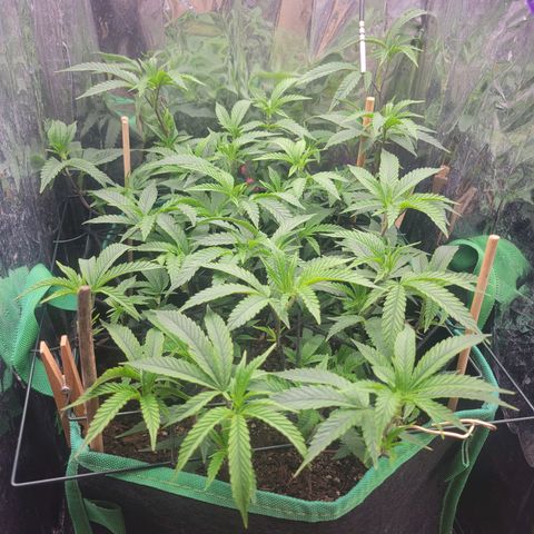 Aster growlog timeline photo
