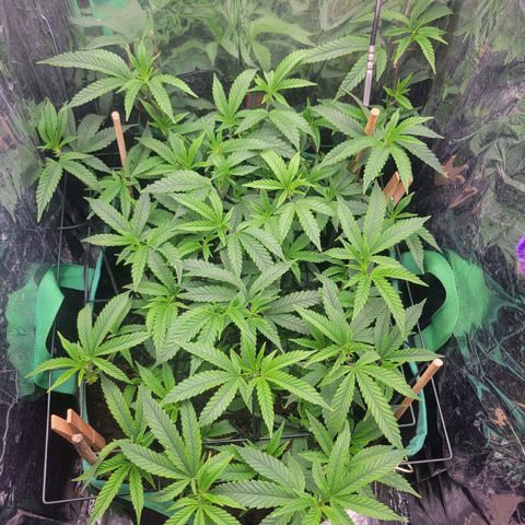 Aster growlog timeline photo