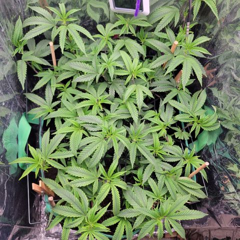 Aster growlog photo: Before the 2nd layer of netting and trim. Almost time to flip the lights to 12 hours 