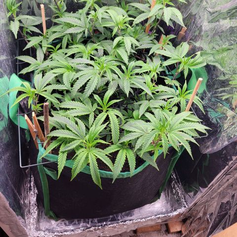 Aster growlog photo: Before the 2nd layer of netting and trim. Almost time to flip the lights to 12 hours 