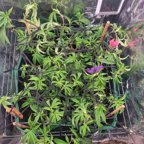 Aster growlog photo: After 2nd layer of netting and another trim. 