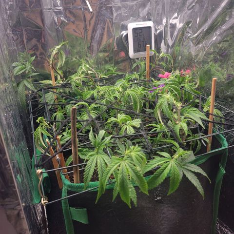 Aster growlog photo: After 2nd layer of netting and another trim. 