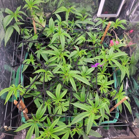 Aster growlog timeline photo