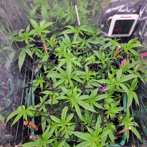 Aster growlog timeline photo