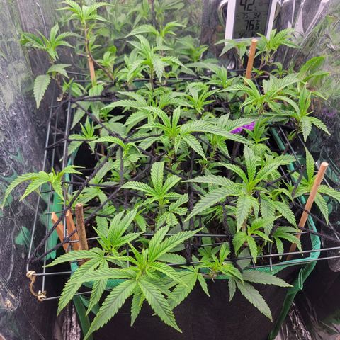 Aster growlog timeline photo