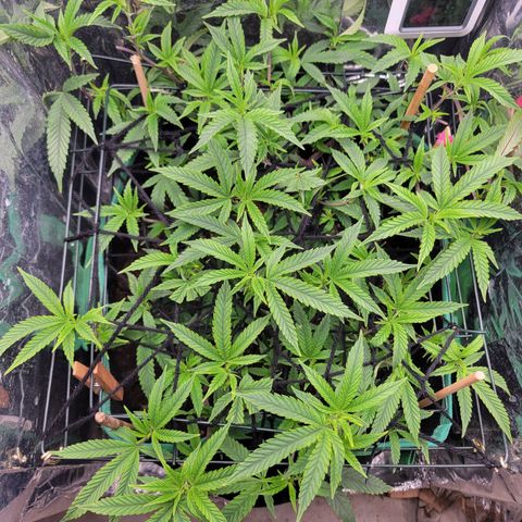 Aster growlog timeline photo
