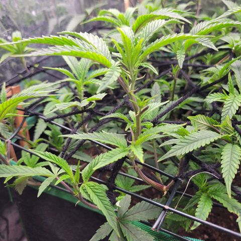 Aster growlog timeline photo