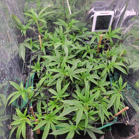 Aster growlog timeline photo