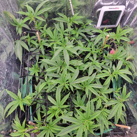 Aster growlog timeline photo
